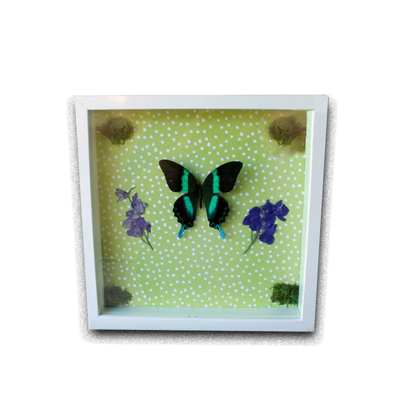 Insect collection