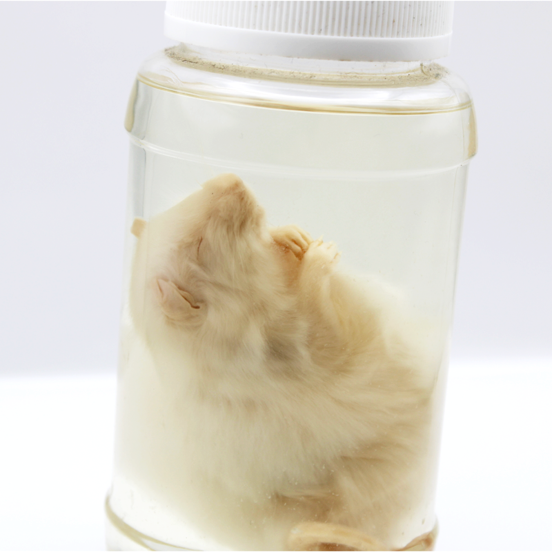 Wet specimens