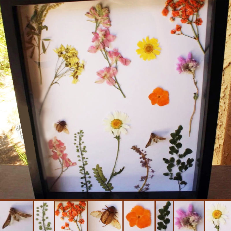 Framed Asiatic garden beetle and a brown house moth alongside pressed flowers