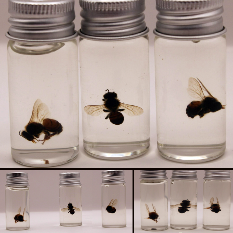 wet specimen golden guardian africanized bees