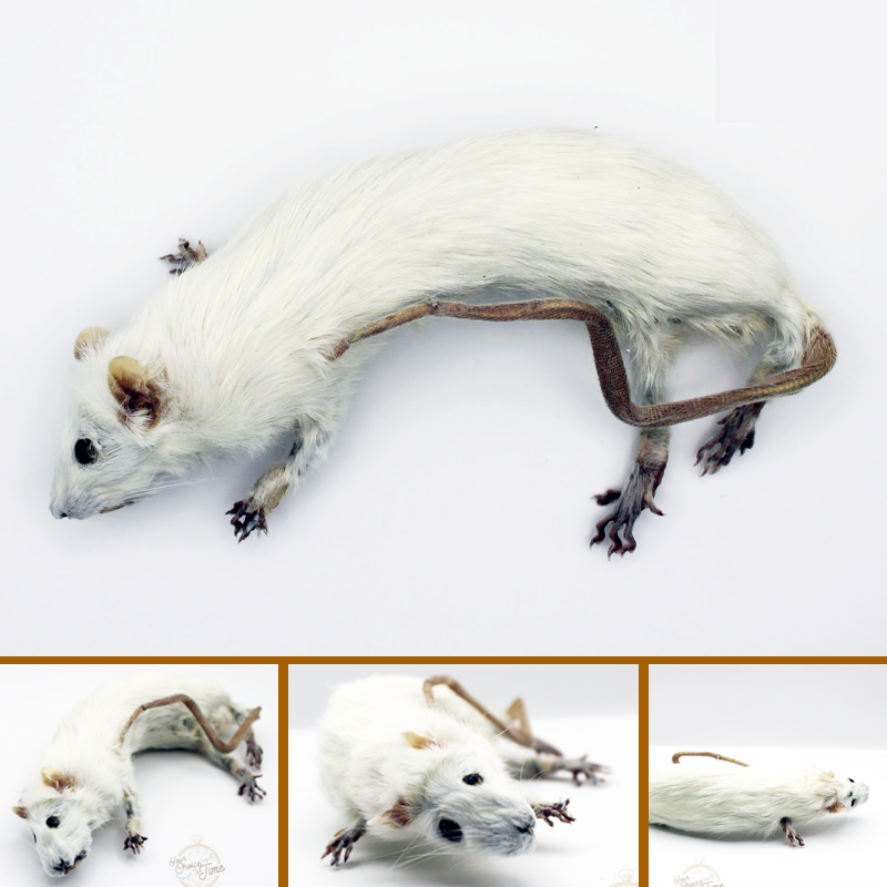 soft mount sickly rat