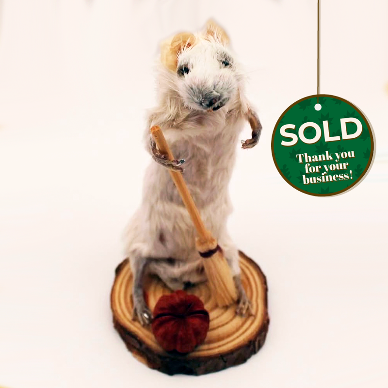 quiet little mouse with broom in hand over lone pumpkin