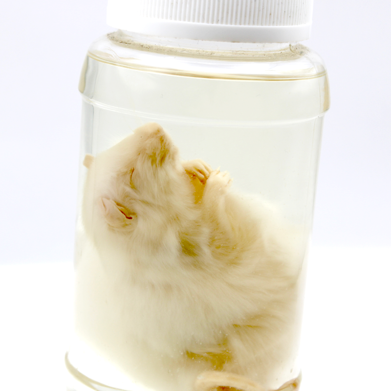 Wet specimen jar