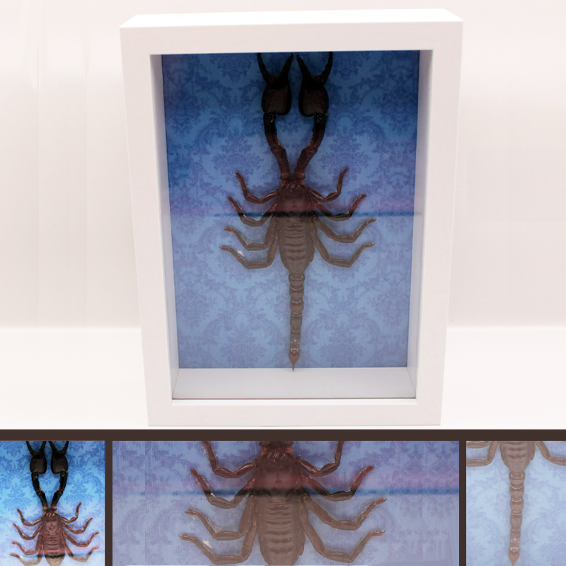 scorpion displayed against blue gothic background