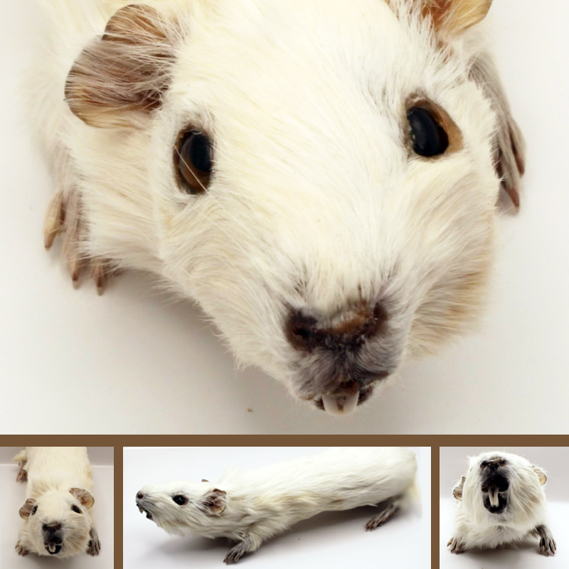soft mounts guinea pig