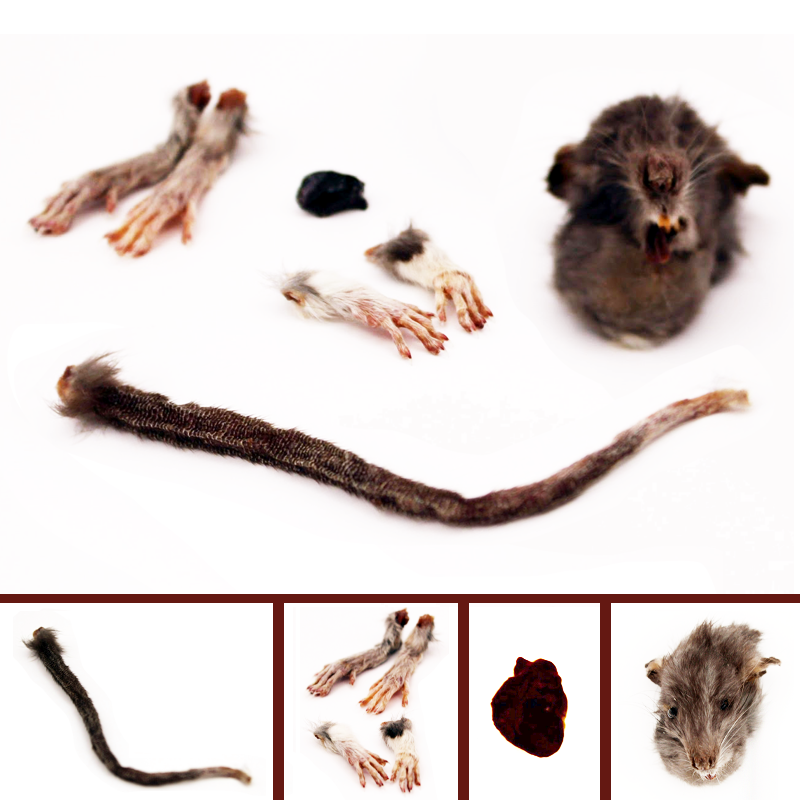 Mummified rat parts with head, heart, tail, feet and arms