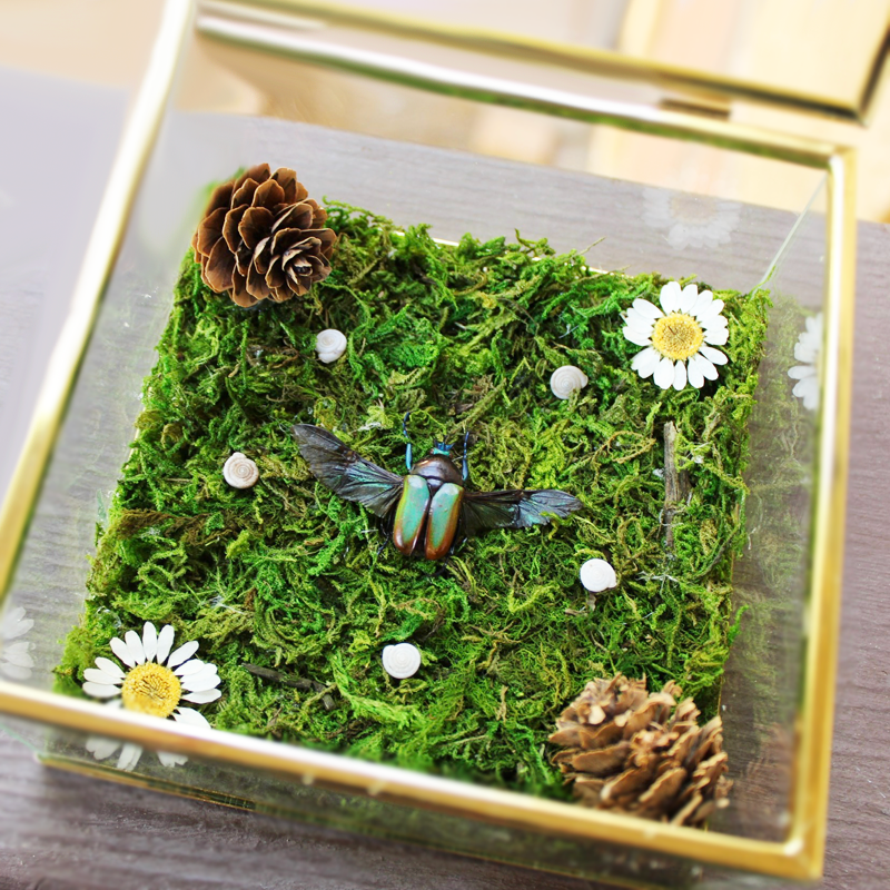 Seashell Neptunides polychrous beetle garden with pinecones and drief florals