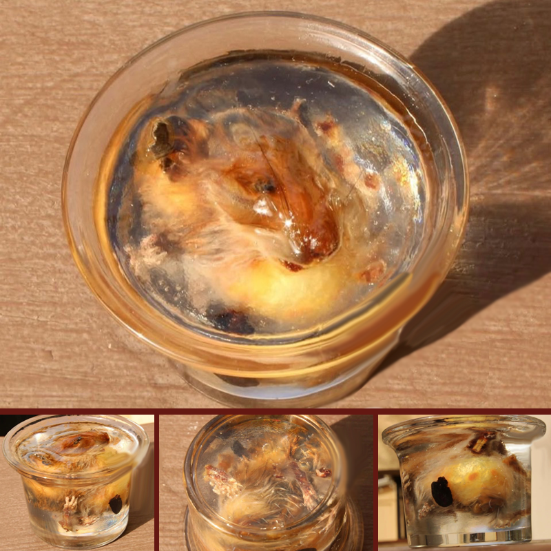 Resin-encased “deconstructed” hamster