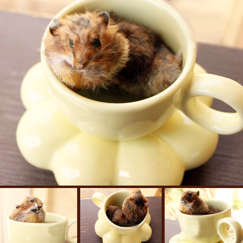 soft-mounted hamster is cuddled up in a teacup with beautiful green eyes